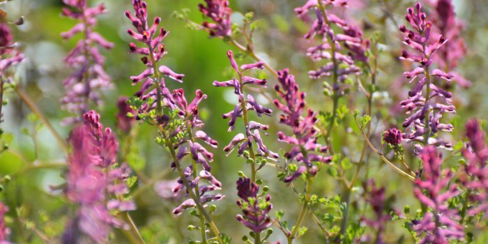 Digestion difficile : 6 plantes pour en venir à bout