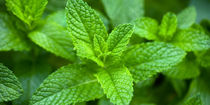 Digestion difficile : 6 plantes pour en venir à bout