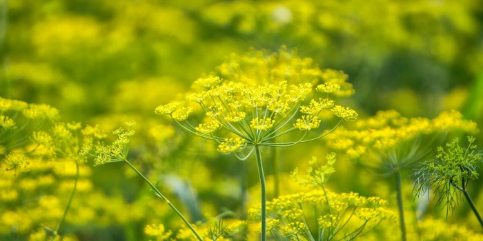 Digestion difficile : 6 plantes pour en venir à bout