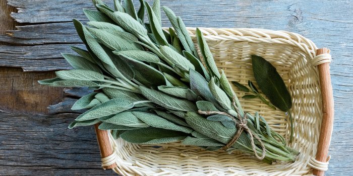 Digestion difficile : 6 plantes pour en venir à bout