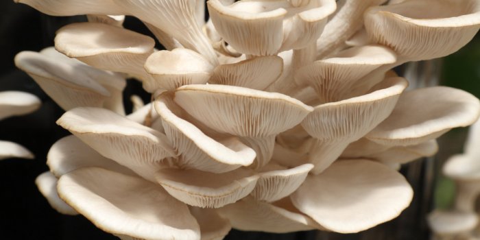 Les 5 meilleurs champignons pour la santé