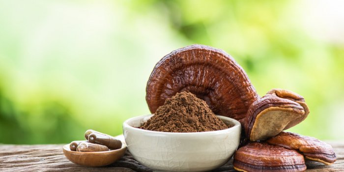 Les 5 meilleurs champignons pour la santé