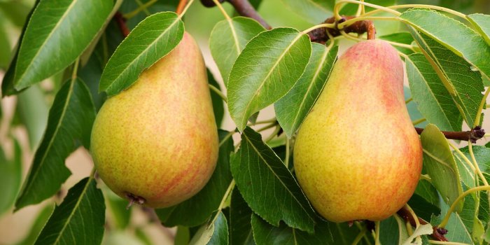Pesticides : top 12 des fruits et lÃ©gumes qui en contiennent le plus en 2023