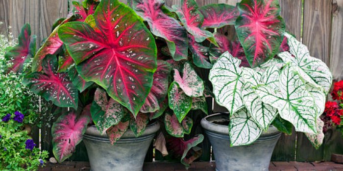 15 plantes dâintÃ©rieur toxiques pour les chats