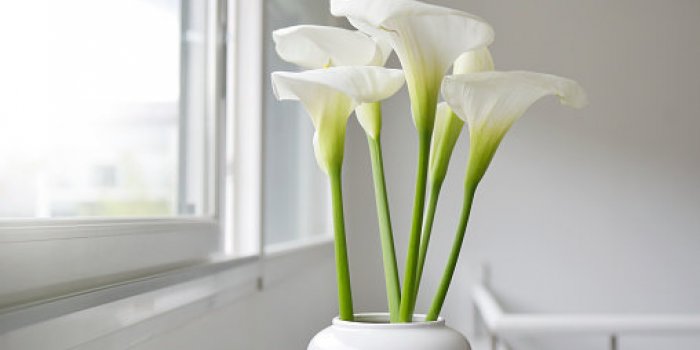 15 plantes dâintÃ©rieur toxiques pour les chats