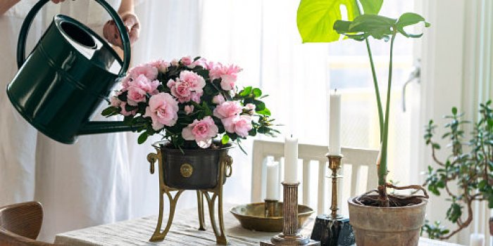15 plantes dâintÃ©rieur toxiques pour les chats