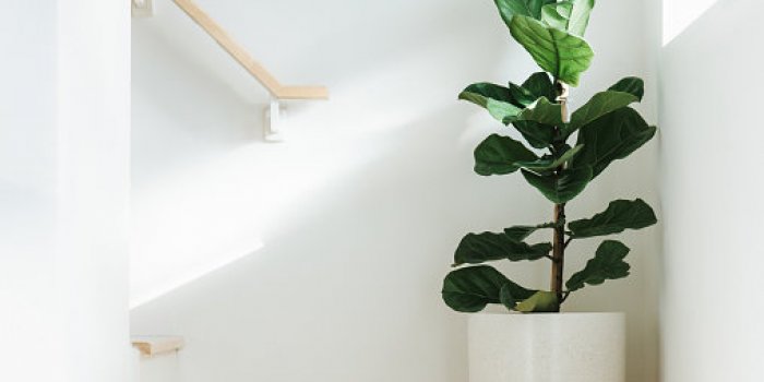 15 plantes dâintÃ©rieur toxiques pour les chats