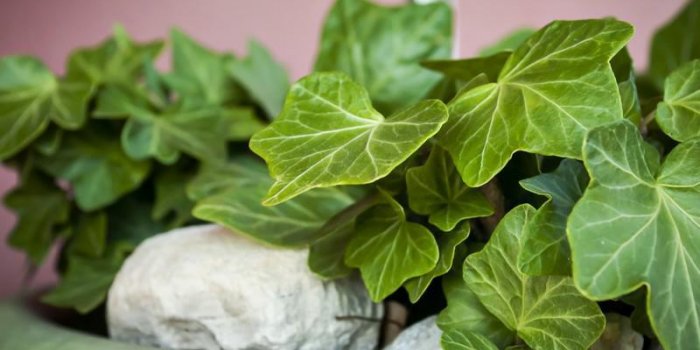 Chiens : ces 7 plantes toxiques qu'ils ne doivent surtout pas manger