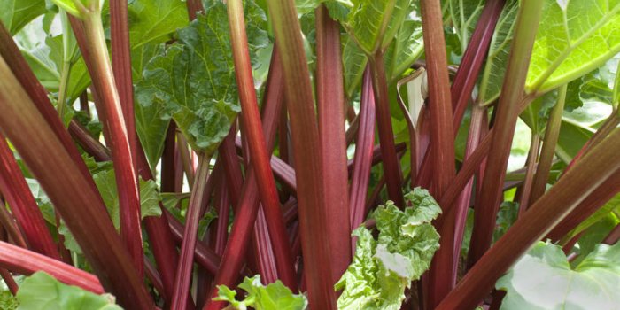 Les 8 meilleurs fruits contre la constipation 