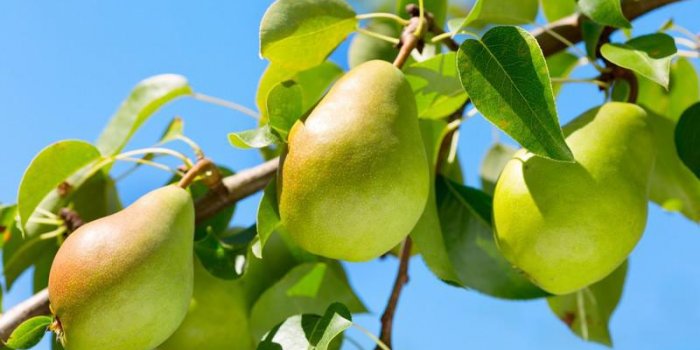 Ãté : les 10 fruits à lâindex glycémique bas