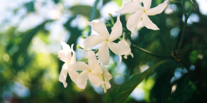 7 pistes naturelles pour stimuler la libido