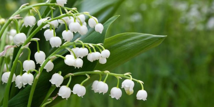 Chiens : ces 7 plantes toxiques qu'ils ne doivent surtout pas manger