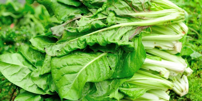 Migraine : un régime à base de légumes feuilles aiderait à les soulager