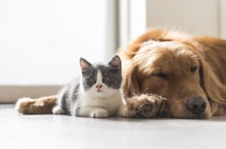 Chiens, chats, poissons : les 5 bienfaits des animaux de compagnie
