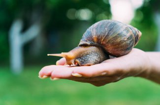 Des escargots responsables d’un type de meningite