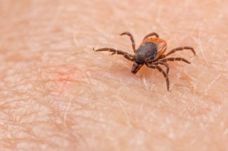 Proliferation de tiques geantes : quelle maladie peut-elle causer ?
