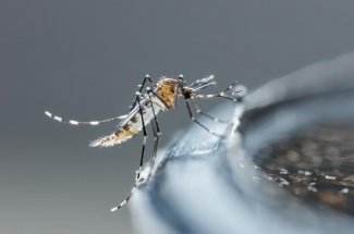 Chikungunya : un cas detecte dans le Tarn
