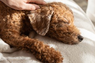 Pourquoi caresser un chien fait du bien au moral
