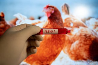 Grippe aviaire : pourquoi les autorites s-inquietent ? 