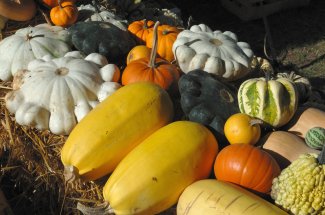 Courges, potirons, citrouilles… Attention, certaines peuvent etre toxiques