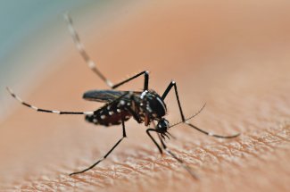 Dengue : le moustique tigre peut transmettre 5 virus differents, rapporte l-Institut Pasteur