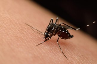 Moustiques : 7 erreurs a eviter pour ne pas les attirer a la maison