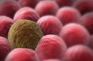 Une proteine pourrait detruire 9 cancers sur 10