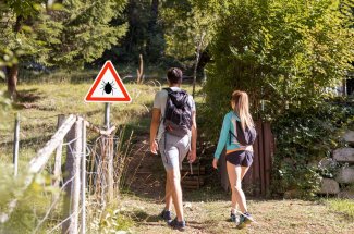 Tiques : attention elles se rapprochent des villes