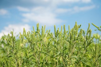 Allergie : alerte rouge a l-ambroisie dans 12 departements