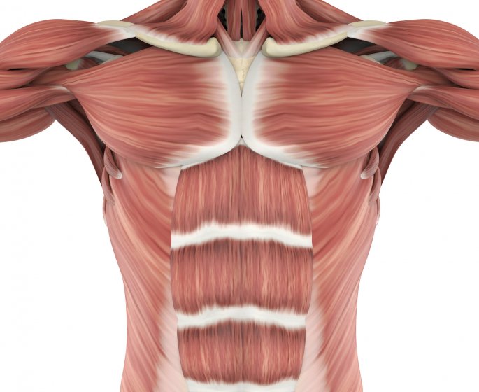 Hernie epigastrique (ou de la ligne blanche) : symptomes, traitements, operation
