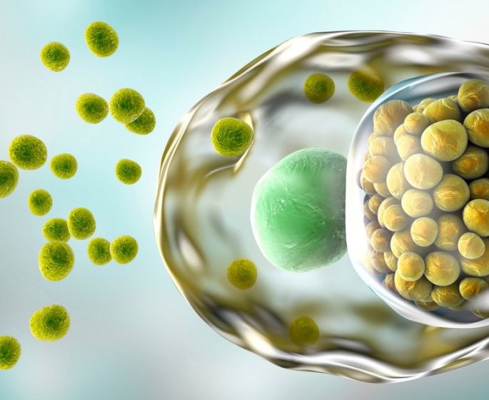 Chlamydia : symptomes et traitements de l-infection a chlamydia trachomatis