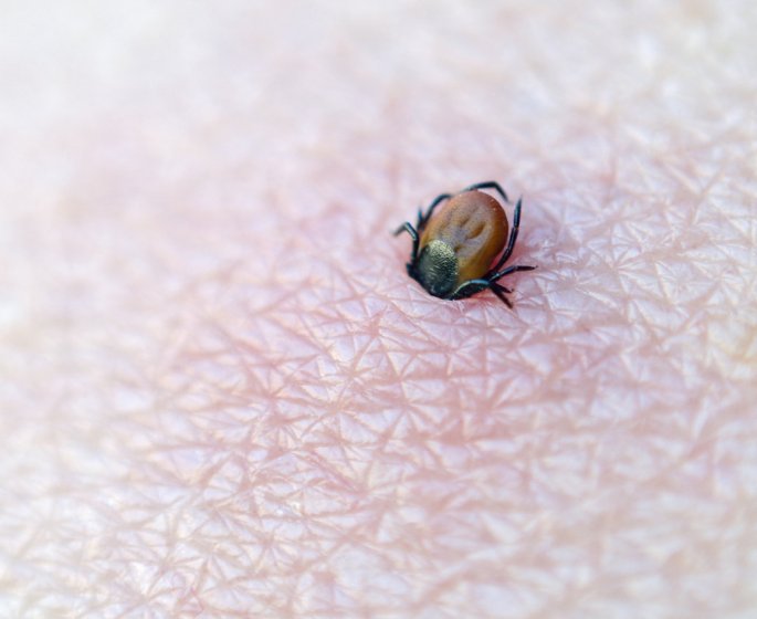 Maladie de Lyme : symptomes, traitements, taux de guerison et diagnostic