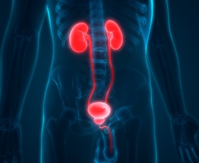 Uretrite (infection de l’uretre) : symptomes, traitements, causes