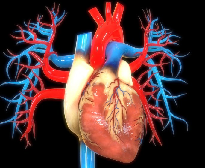 Cardiomegalie (hypertrophie du cœur) : causes, complications, traitements