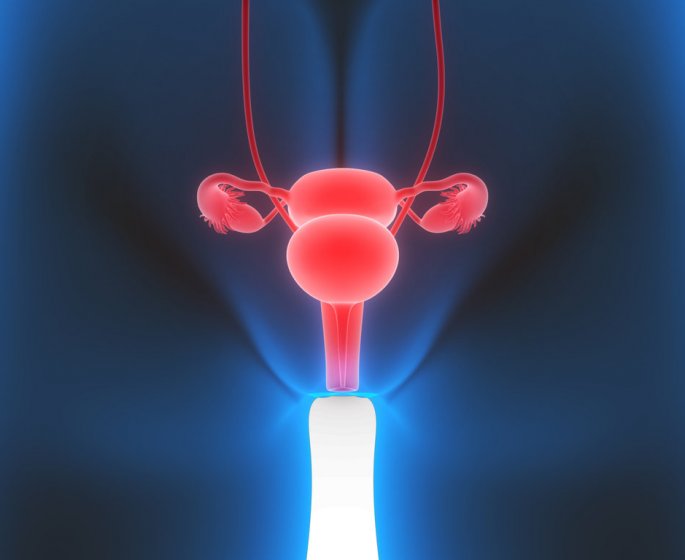 Anatomie de l’appareil genital feminin