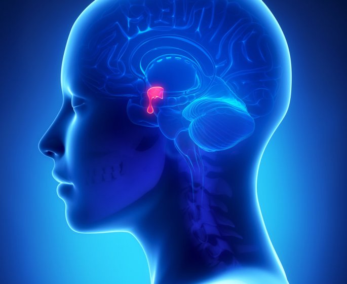 Adenome de l-hypophyse : symptomes et traitements des tumeurs hypophysaires