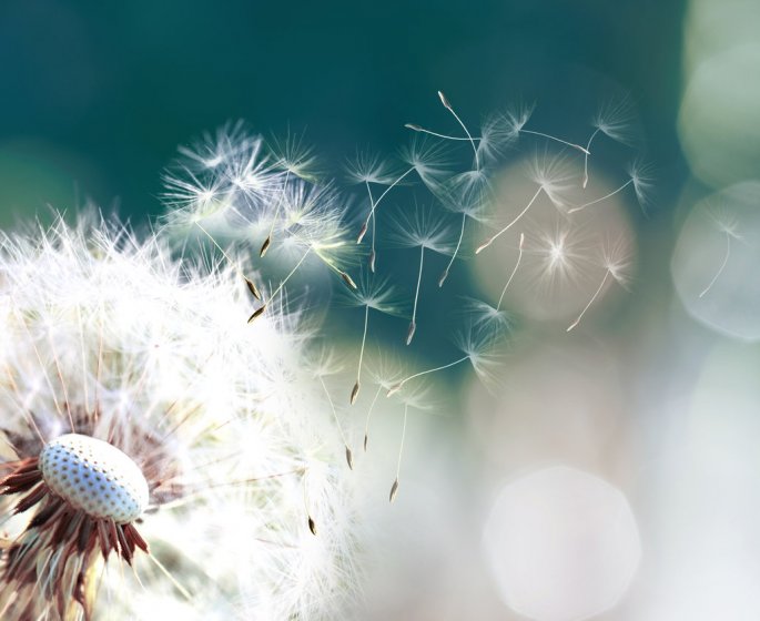 Allergie au pollen : symptomes, traitements, eviter les crises