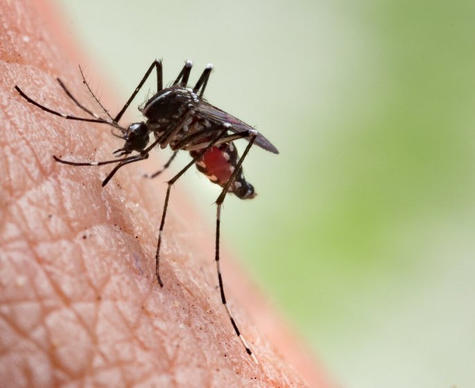 Dengue : bientot une menace en Europe ? 