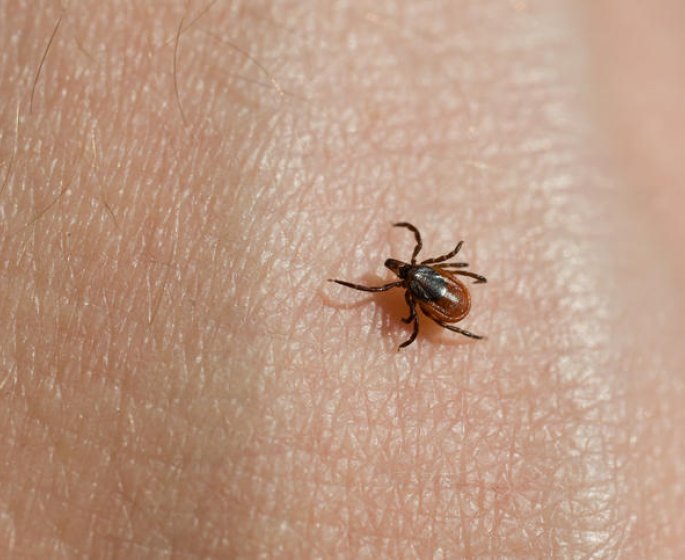 Maladie de Lyme : un antibiotique capable de "l-eradiquer"? 
