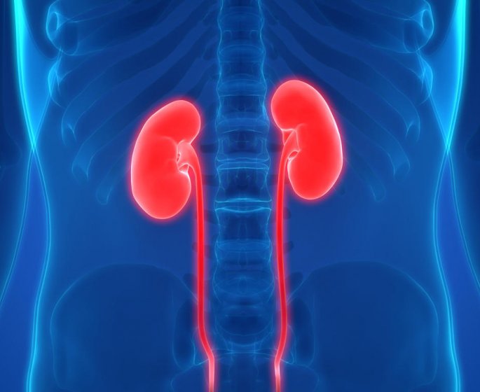 Calculs renaux et creatinine : le lien