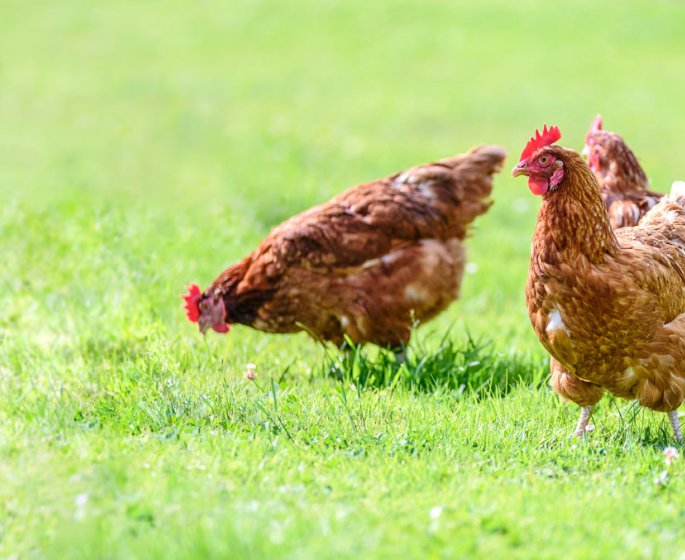Grippe aviaire : la France passe en alerte elevee !