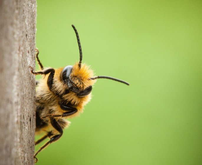 Covid-19 : les abeilles peuvent detecter la maladie