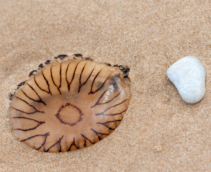 Reconnaitre une piqure de meduse