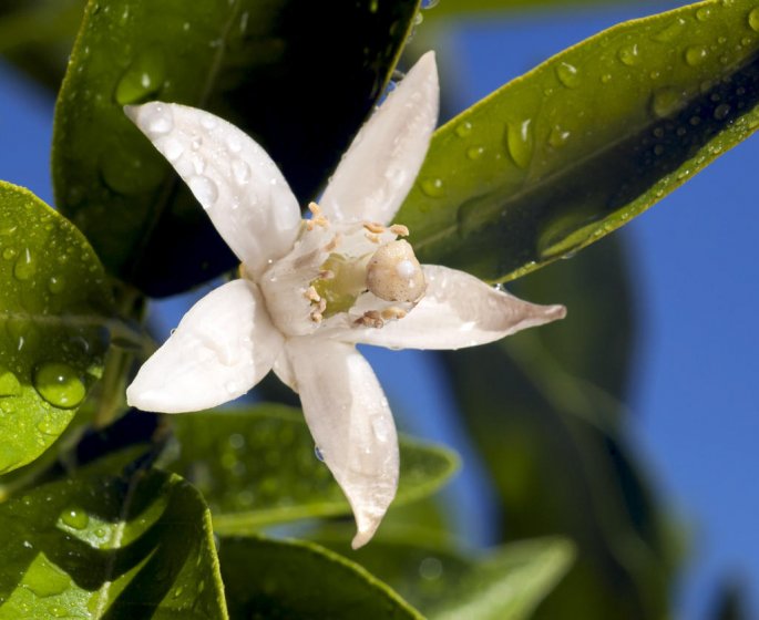 Phytotherapie et sommeil de l-enfant : la fleur d-oranger