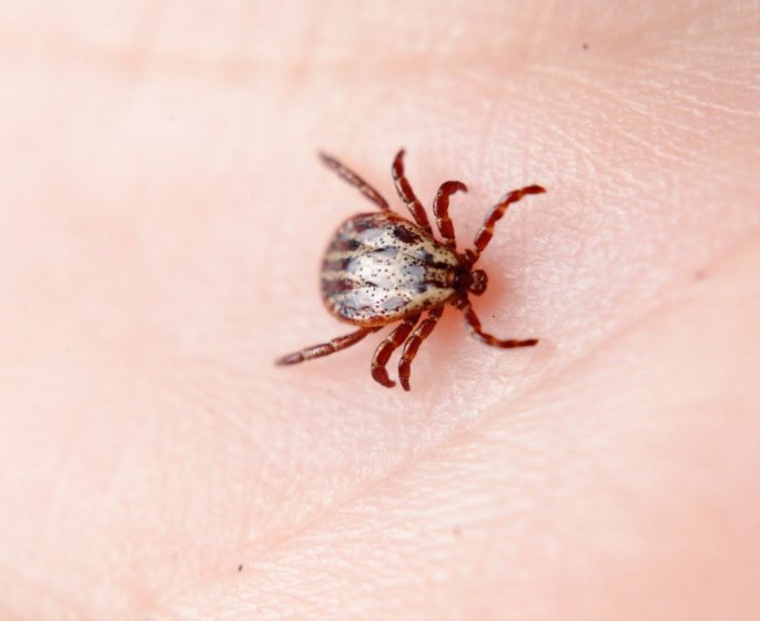 Tiques : une piqure peut vous rendre allergique a la viande rouge