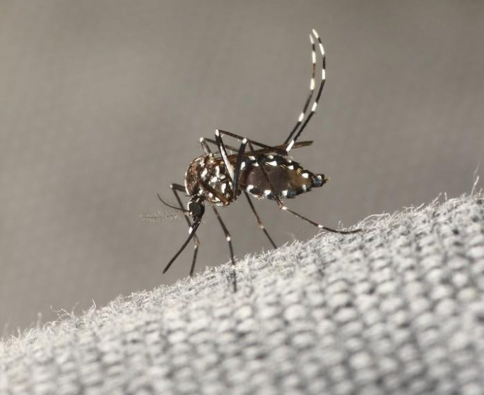 Moustiques : 5 idees de repulsifs naturels et efficaces