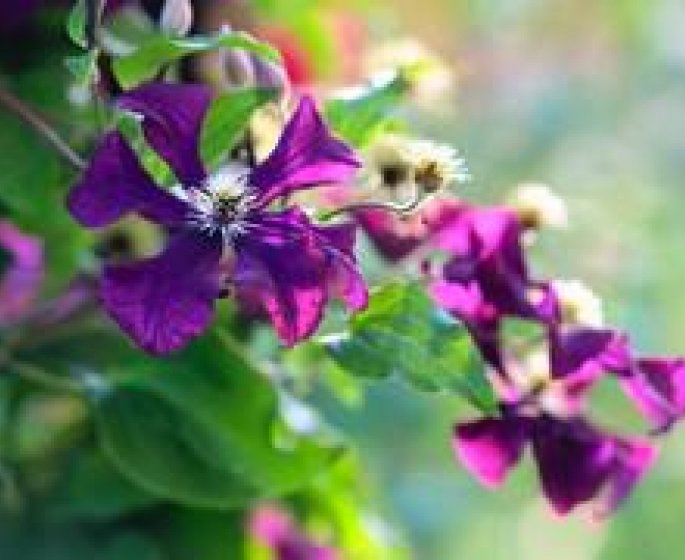 Les mysteres des fleurs de Bach
