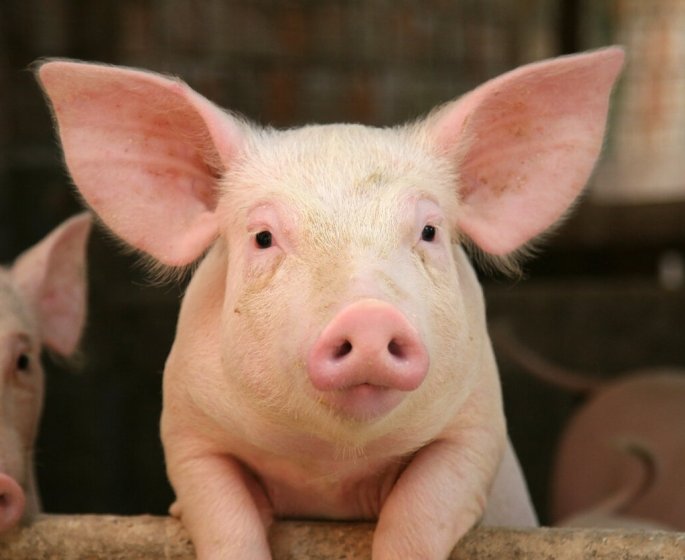 Cette marque de jambon rappelee dans toute la France