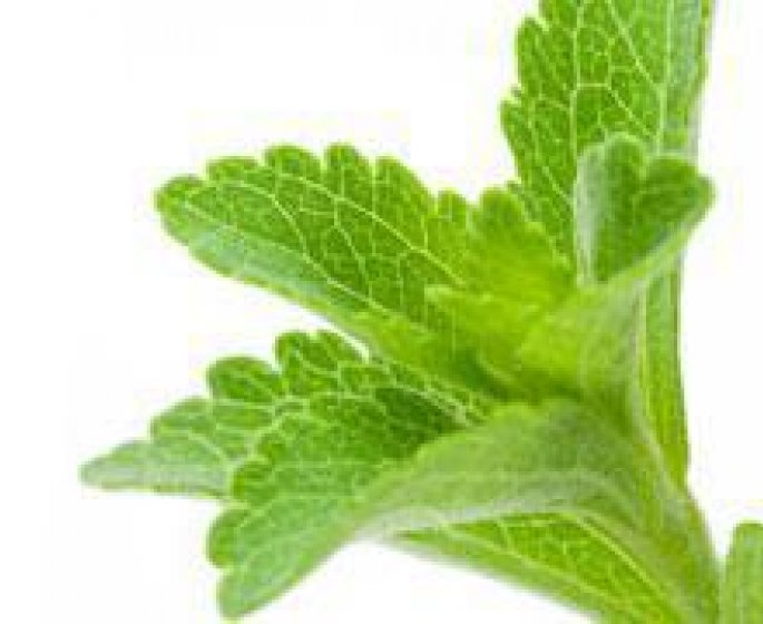 Les vertus de la stevia