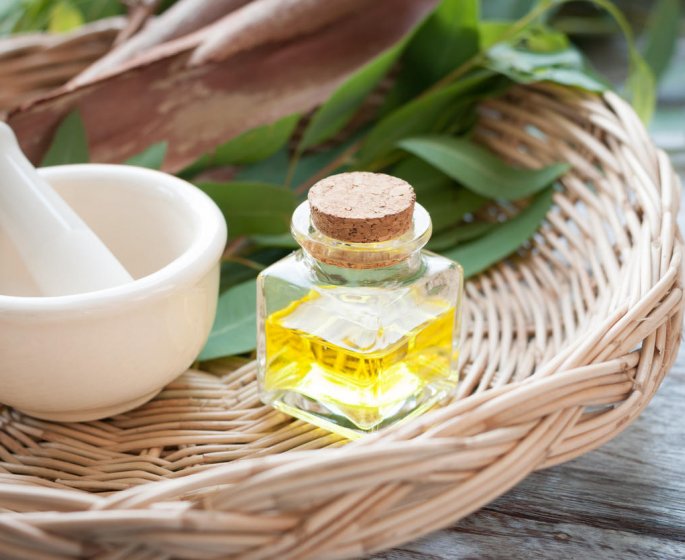 Huiles essentielles d-eucalyptus : radie ou citronne, la difference